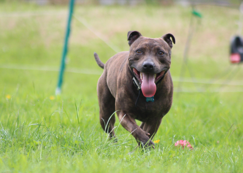 #11. Staffordshire bull terrier